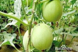 吃瓜娄子不怀孕吗,吃瓜群众为何不怀孕？趣味解读生育之谜