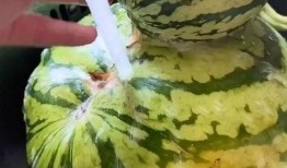 快速吃瓜的搞笑视频,快速吃瓜视频，笑到肚子疼！