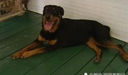 车祸现场吃瓜狗狗视频,这瓜太香了！