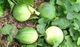 高山瓜萎怎么吃,高山瓜萎的多样食用方法探索