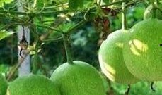 高山瓜萎怎么吃,高山瓜萎的多样食用方法探索