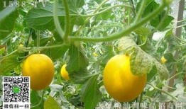 孕期可以吃伊丽莎白瓜,伊丽莎白瓜的孕期食用指南