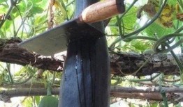 大爷高速吃瓜,意外成为网红