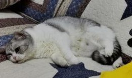 猫吃茄瓜,揭秘猫对茄瓜的喜爱之谜