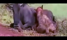 狮子吃瓜的视频,趣味横生瞬间捕捉