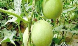 吃瓜娄子不怀孕吗,吃瓜群众为何不怀孕？趣味解读生育之谜