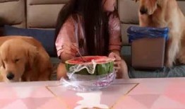 狗吃瓜会吐,揭秘消化小常识