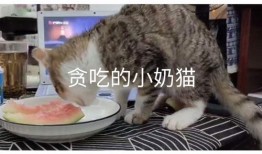 奶猫蓝猫吃瓜,奶猫与蓝猫的瓜界奇遇记