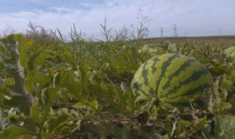 吃瓜群众最多城市,揭秘全国最热门的瓜城风云