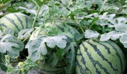 青海看瓜怎么吃,解锁夏日消暑新姿势