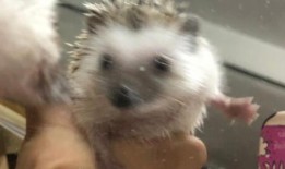 沙漠吃瓜刺猬,吃瓜刺猬的奇幻之旅