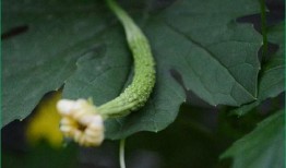 做完点阵可以吃瓜吗,轻松吃瓜时刻！