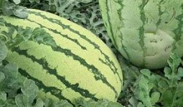 本地小水瓜怎么吃,探索本地小水瓜的多彩食法