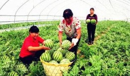 吃瓜群众最多城市,揭秘全国最热门的瓜城风云