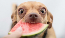 狗狗可以吃曲瓜嘛,曲瓜是否适合狗狗食用？