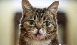 吐舌吃瓜视频,揭秘网络短视频的趣味魅力