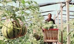 吃瓜黄河滩,一场别开生面的夏日盛宴