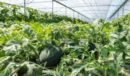 农村吃瓜场景,瓜香四溢的欢乐时光