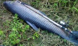 刘大瓜吃青鱼,一场味蕾与自然的邂逅