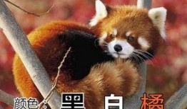 缘小熊猫吃瓜,缘小熊猫的瓜田奇遇记