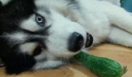 二哈吃瓜中毒,一场意外引发的宠物安全警钟