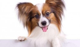 吃瓜变吃狗粮,娱乐圈的甜蜜与苦涩