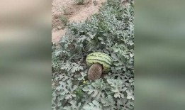 沙漠吃瓜刺猬,吃瓜刺猬的奇幻之旅