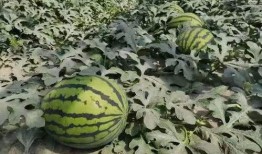 寿光新娘吃瓜,甜蜜瓜果见证爱情