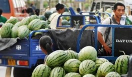 临夏瓜州男吃瓜,瓜州男子的独特“吃瓜”文化探秘