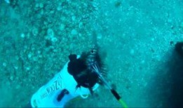 狮子吃瓜的视频,趣味横生瞬间捕捉