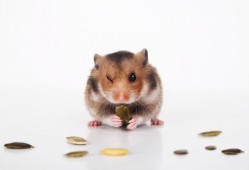 仓鼠可以吃红瓜吗,仓鼠的美食新选择？