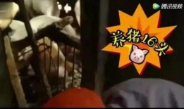 喂猪吃瓜的视频,喂猪吃瓜视频走红网络
