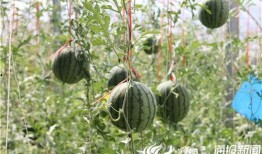 椒江吃瓜事件视频最新,视频揭露惊人真相，网友热议不断