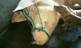 母猪吃生哈密瓜,探寻其营养奥秘与养殖价值