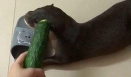 坐着等吃瓜,揭秘等待中的美味人生