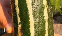 什么瓜可以做熟吃,探索各种瓜类熟食的烹饪奥秘