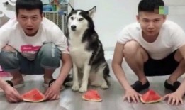 主人吃瓜比赛视频,一场惊心动魄的吃瓜大赛精彩瞬间