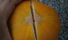 交职吃瓜,揭秘校园热点事件背后的真相