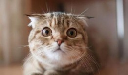 猫咪可以吃苏瓜吗怎么吃,苏瓜的食用方法与注意事项