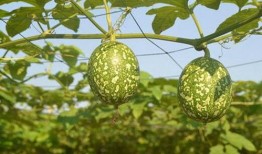 吊瓜嫩头怎么吃,探索清新口感的新吃法