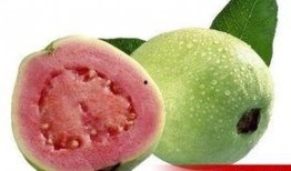 福建芭乐瓜怎么吃,福建芭乐瓜的多样食法探索