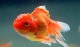 金鱼吃煮熟的瓜