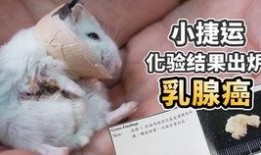 乳腺癌吃哈密瓜