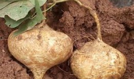 发烧可以吃土瓜,发烧时的天然退热良方