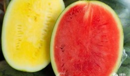 高端局吃瓜,揭秘电竞圈幕后吃瓜大事件