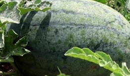 滕州医院吃瓜,真相与反思