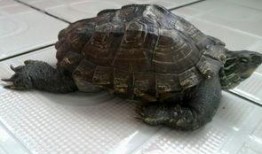 会吃瓜的小乌龟,揭秘萌宠的独特饮食习惯