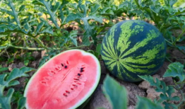 郑州新郑吃瓜,探寻郑州新郑的甜蜜之旅