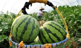 二中吃瓜,揭秘吃瓜群众的狂欢盛宴