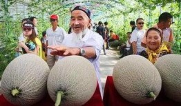 车车吃哈密瓜,车车与哈密瓜的甜蜜邂逅